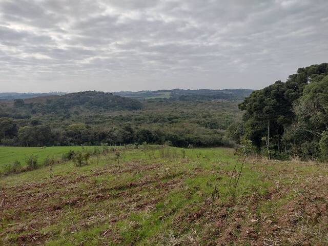 Área Rural para Venda em Balsa Nova - 4