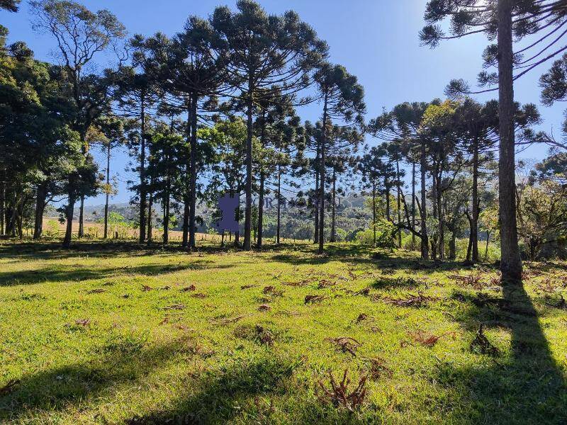 Sítio, 2 quartos, 14 hectares - Foto 1