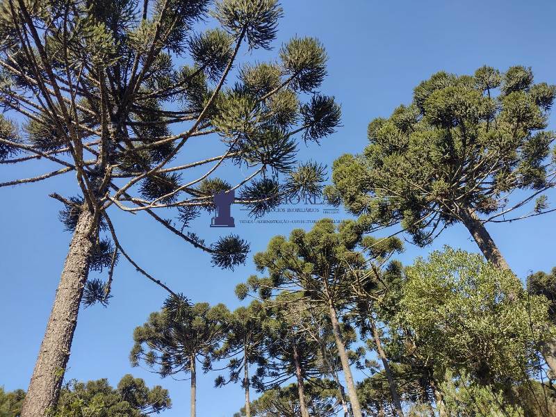 Sítio, 2 quartos, 14 hectares - Foto 15