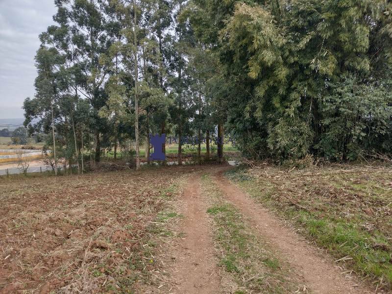 Terreno, 5 hectares - Foto 7