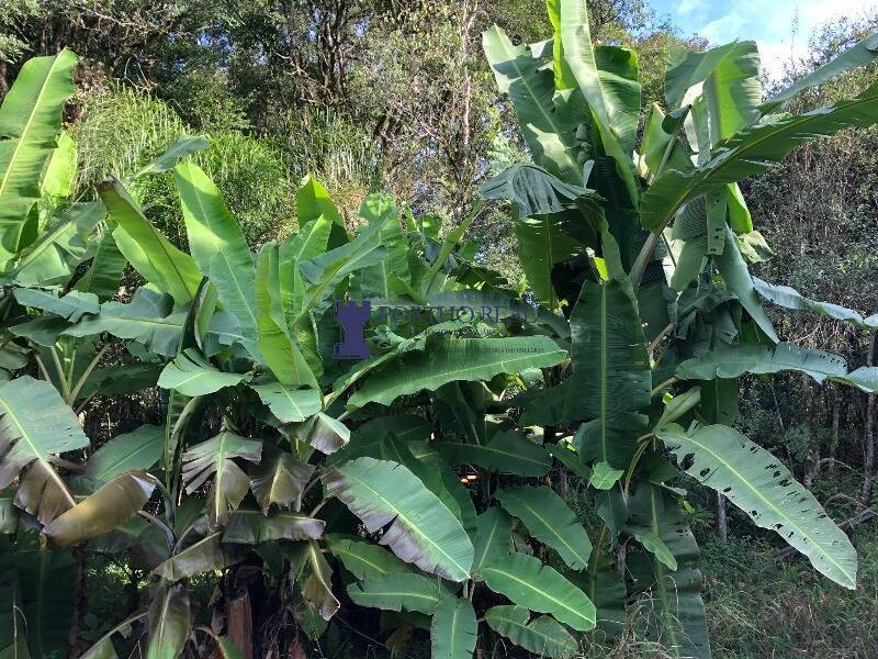 Chácara, 1 quarto, 2400 m² - Foto 21